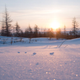 Imagen: Taiga siberiana. Oprea George / Shutterstock